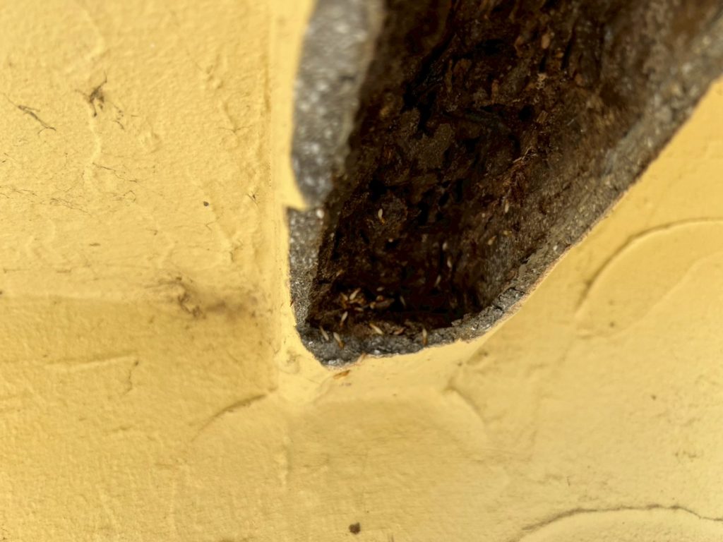 外壁塗装　不要